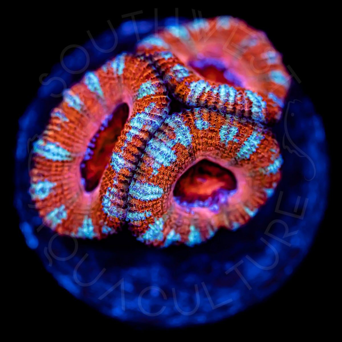 Ultra Micromussa - WYSIWYG Ultra Micromussa - WYSIWYG