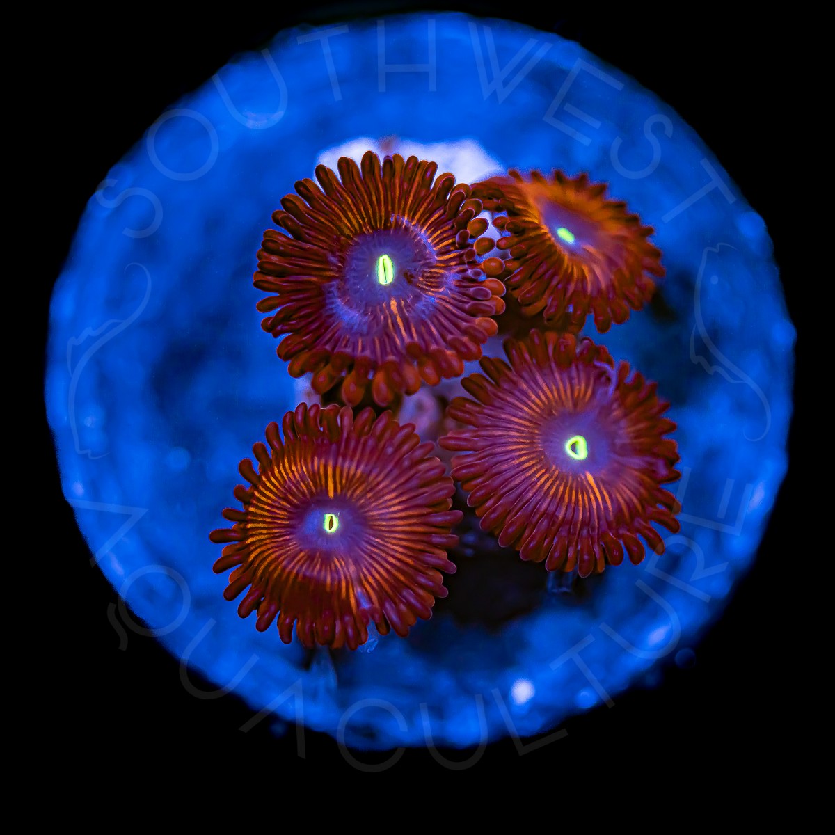 People Eater Palys - WYSIWYG People Eater Palys - WYSIWYG