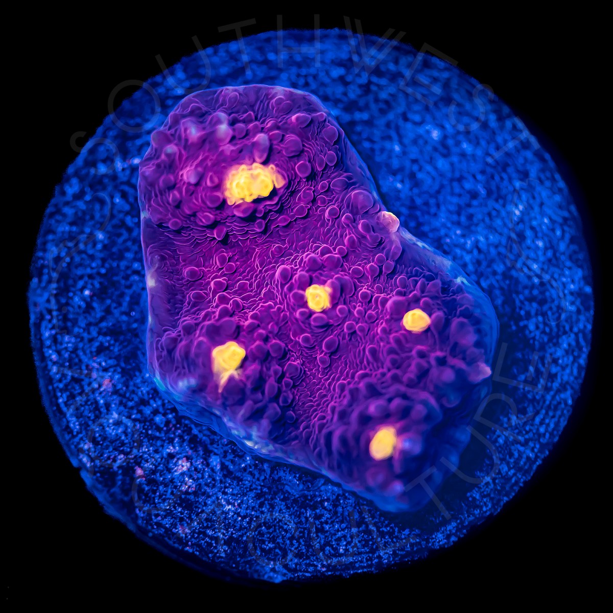 Golden Eye Chalice - WYSIWYG Golden Eye Chalice - WYSIWYG