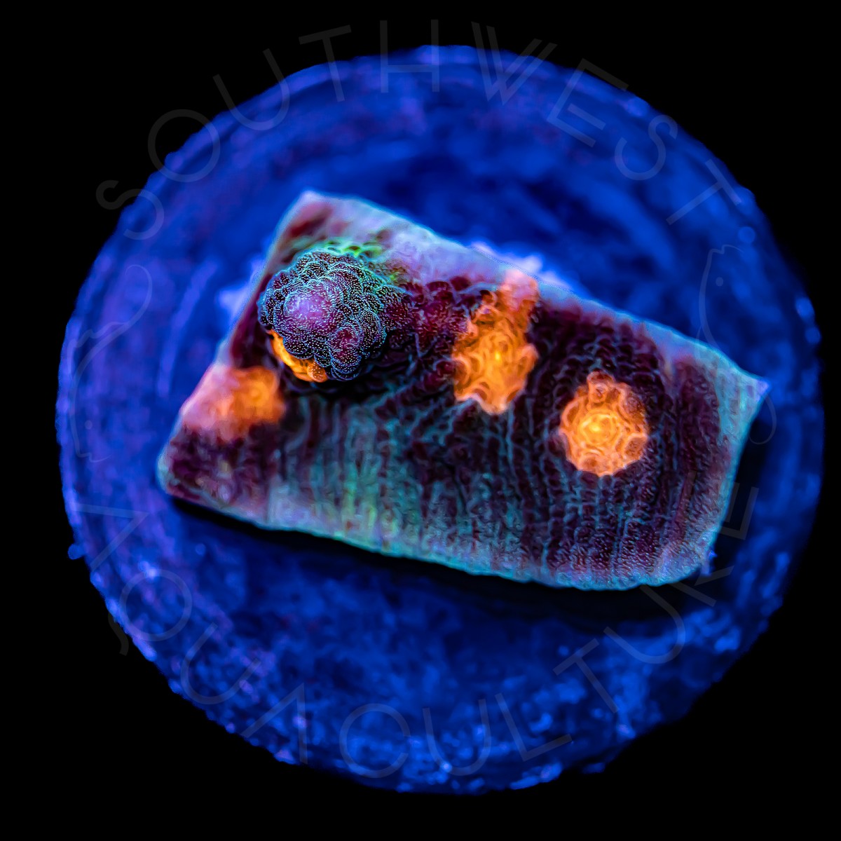 Yellow Eye Chalice - WYSIWYG Yellow Eye Chalice - WYSIWYG