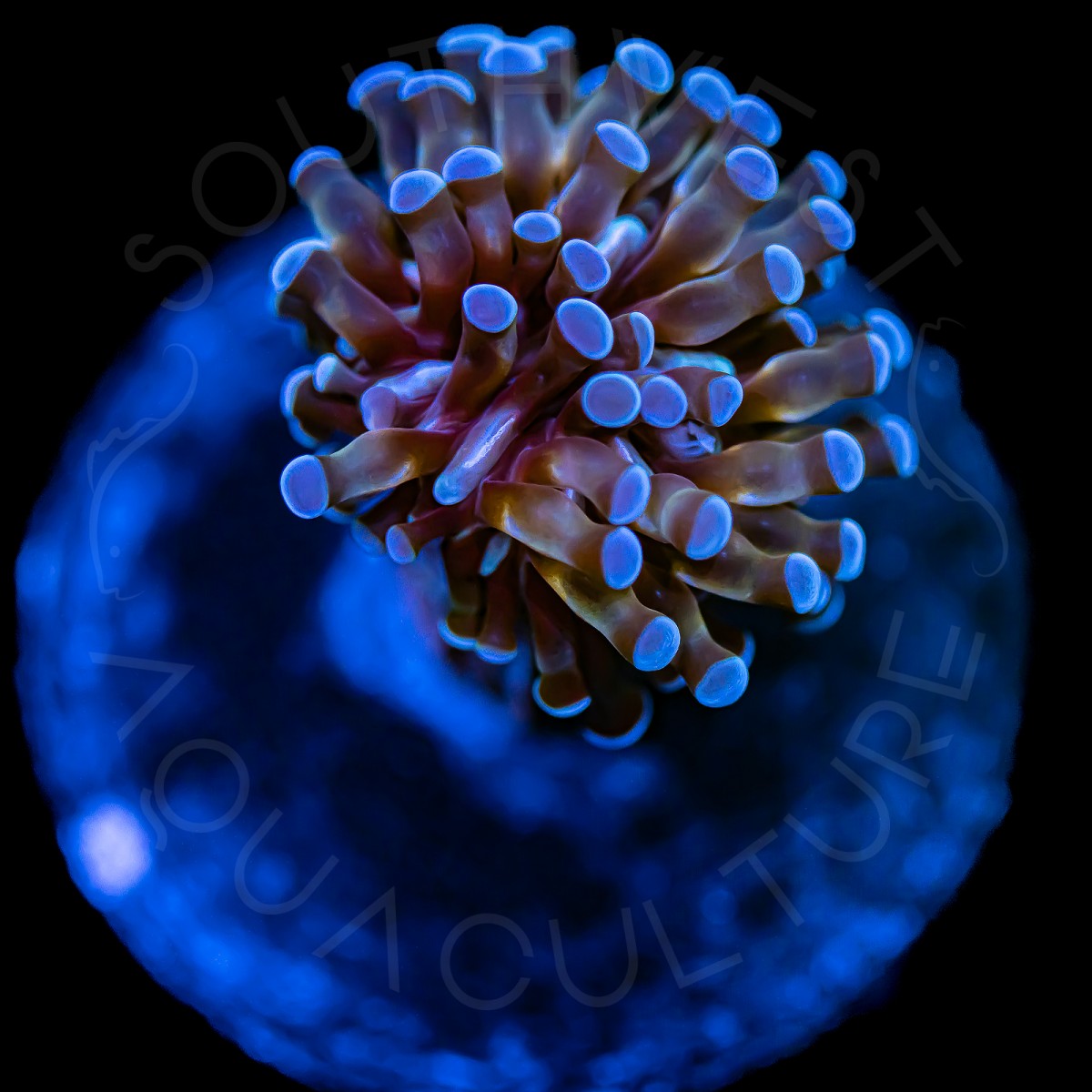 Orange Cristata Torch - WYSIWYG Orange Cristata Torch - WYSIWYG