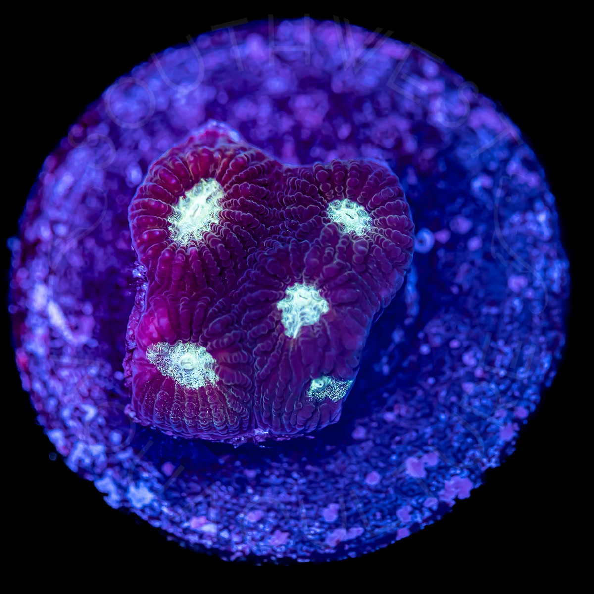 Alien Eye Favia - WYSIWYG Alien Eye Favia - WYSIWYG