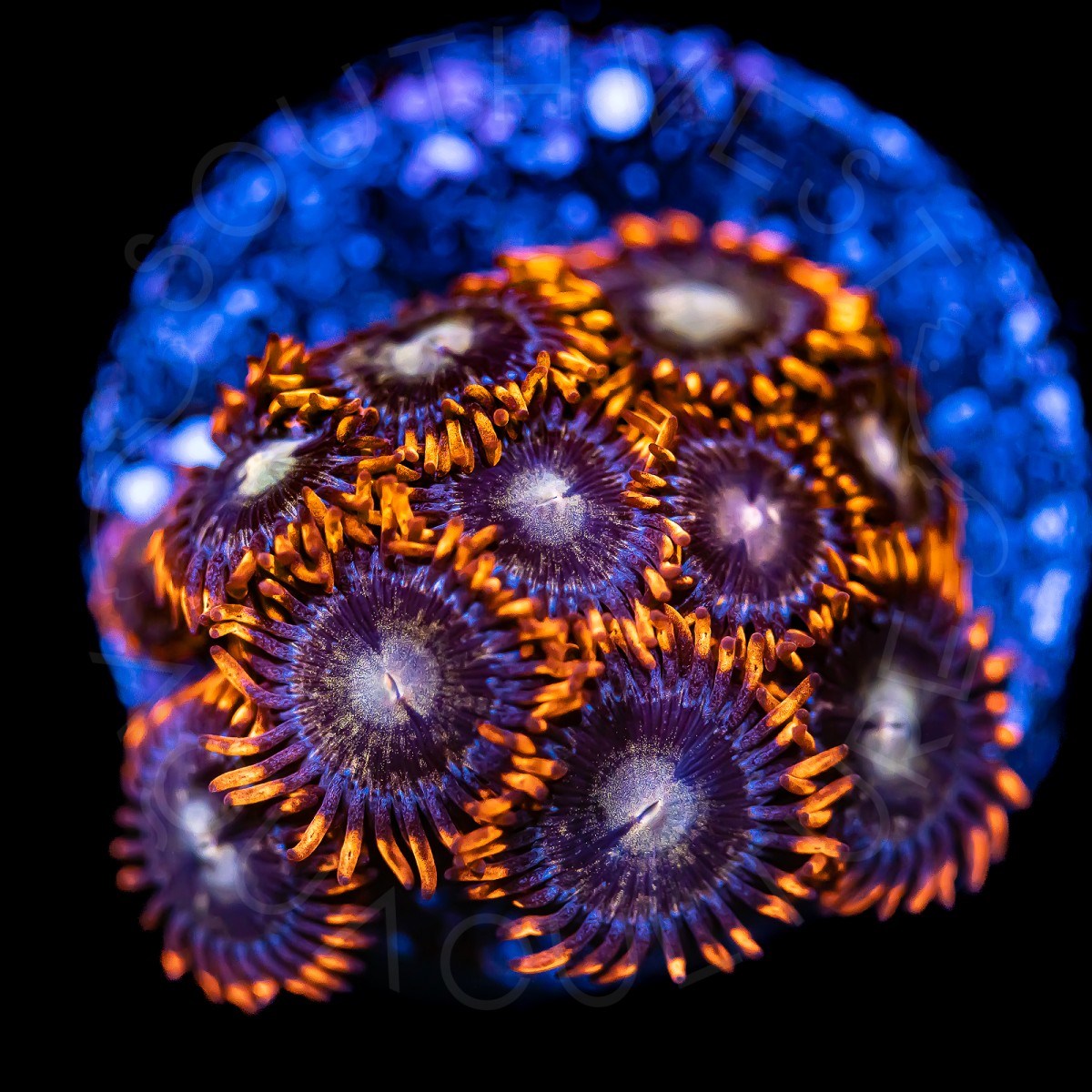 Ultra Zoanthids - WYSIWYG Ultra Zoanthids - WYSIWYG