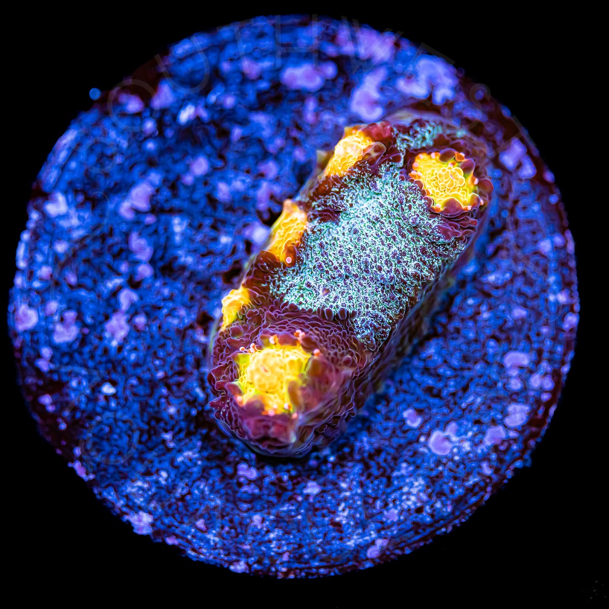 Yellow Eye Chalice - WYSIWYG Yellow Eye Chalice - WYSIWYG