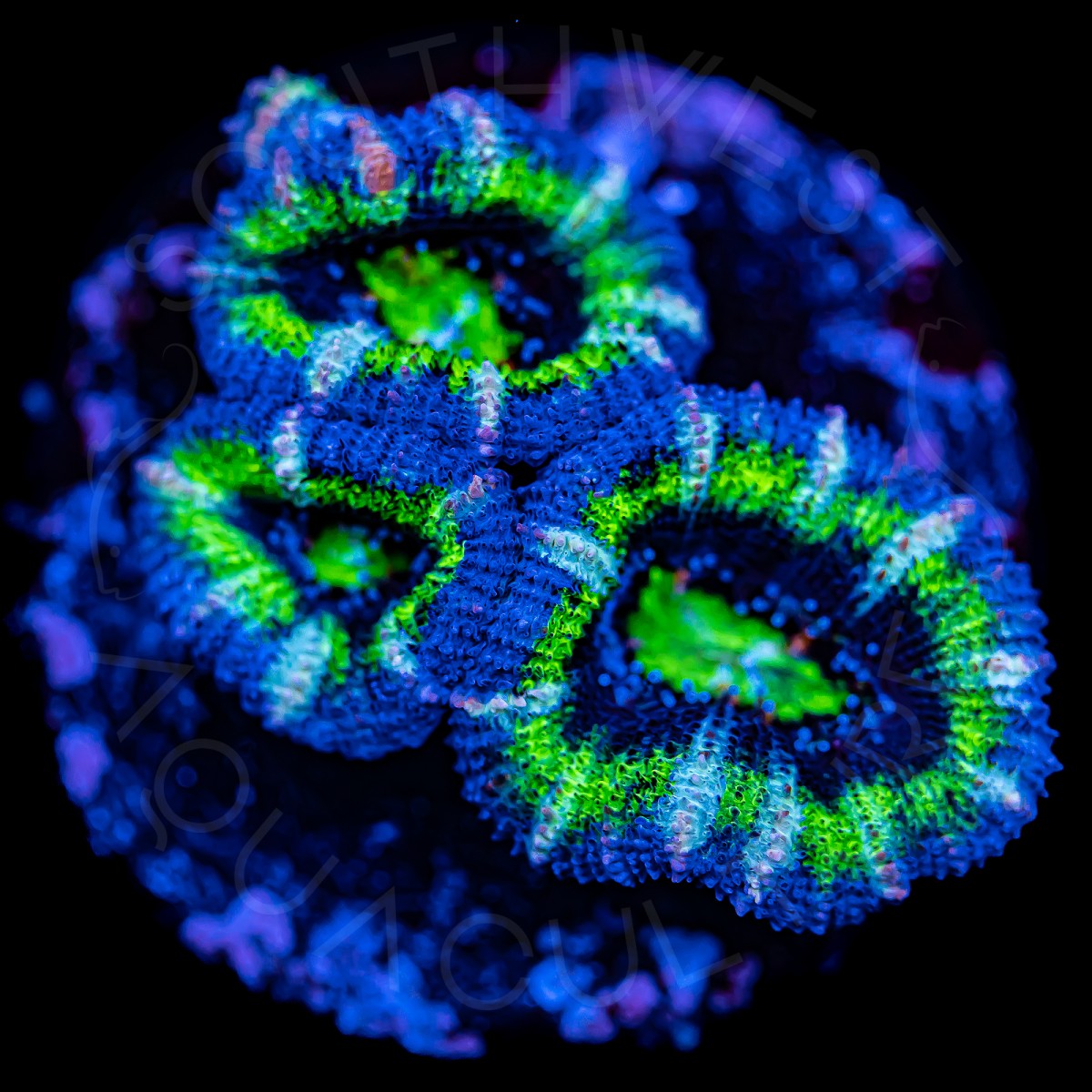 Ultra Micromussa - WYSIWYG Ultra Micromussa - WYSIWYG