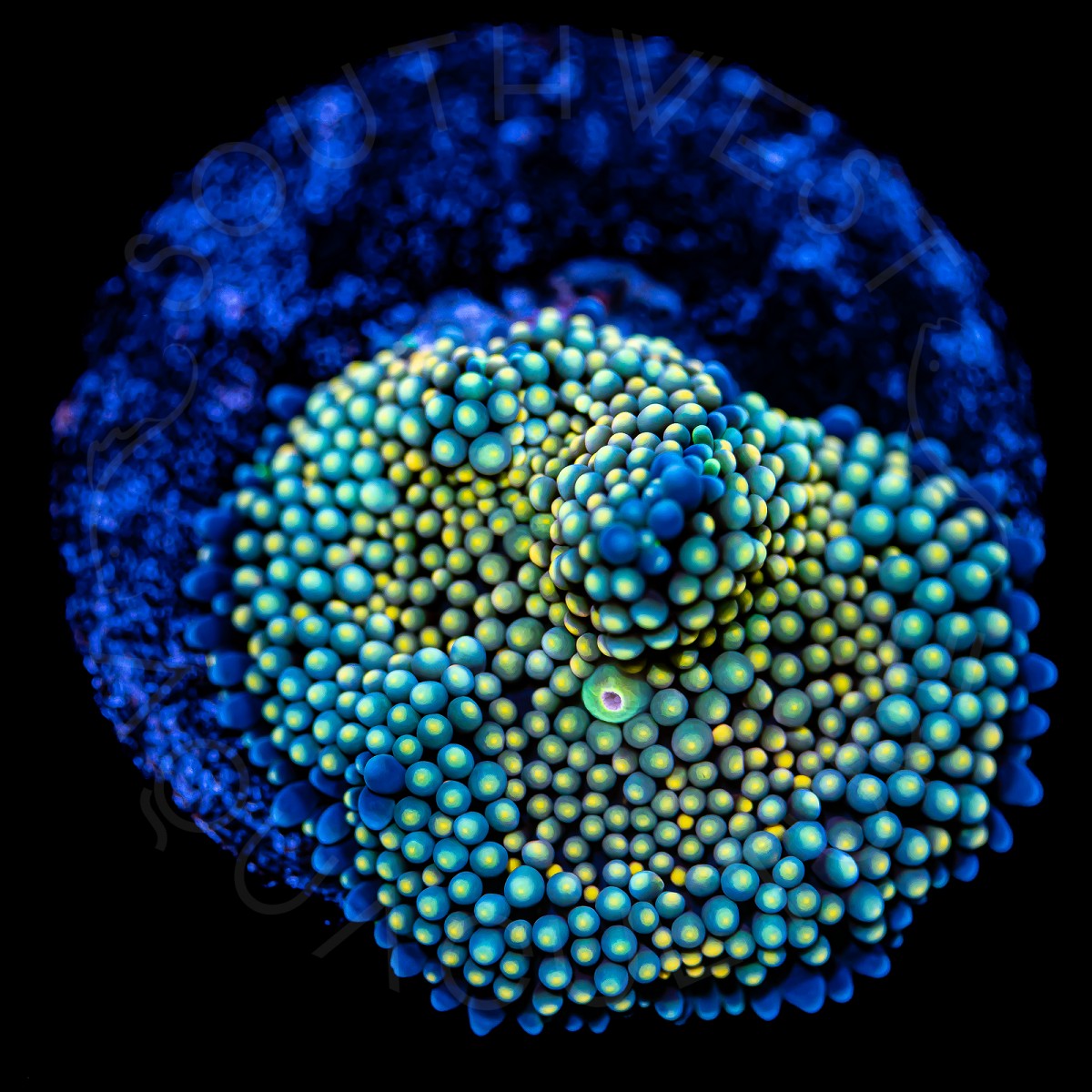 Ultra Ricordea Florida - WYSIWYG Ultra Ricordea Florida - WYSIWYG