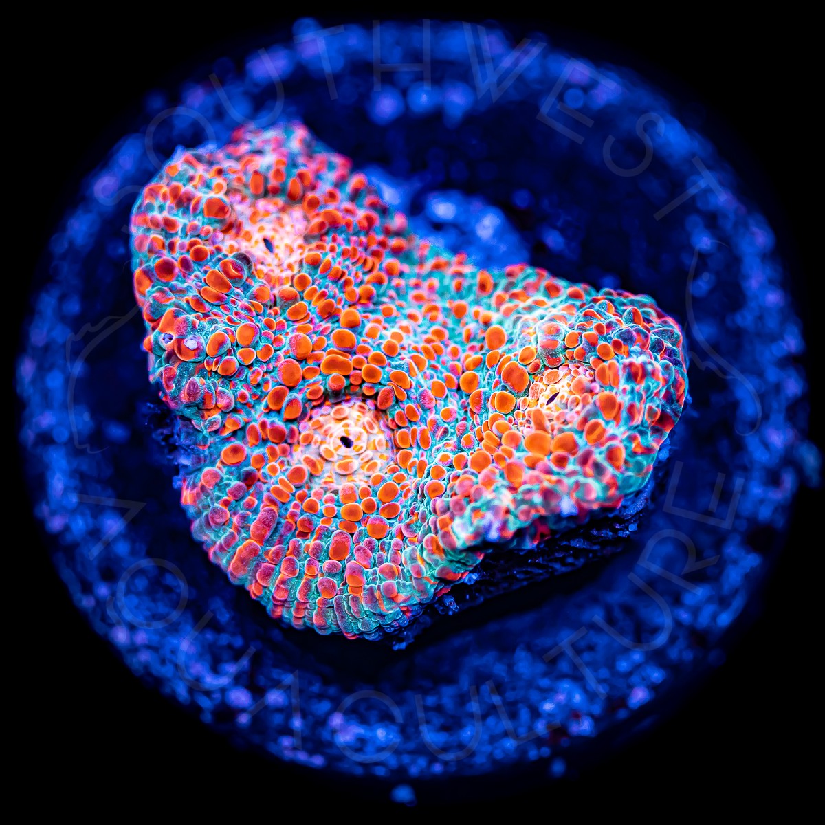 Magma Chalice - WYSIWYG Magma Chalice - WYSIWYG