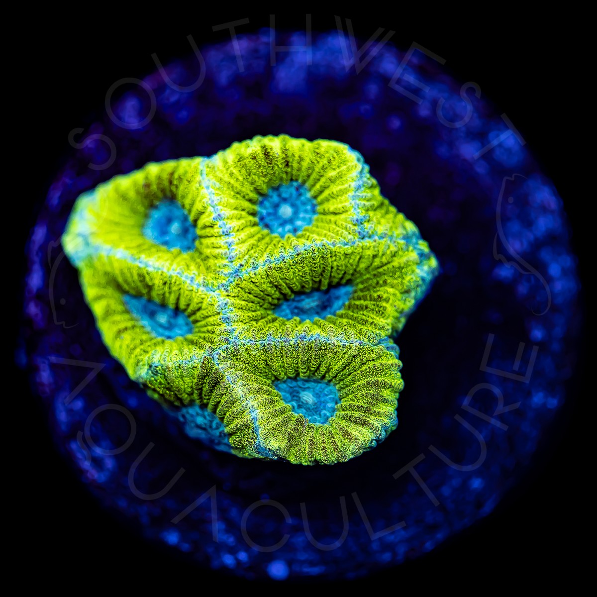 Ice Cool Favia - WYSIWYG Ice Cool Favia - WYSIWYG