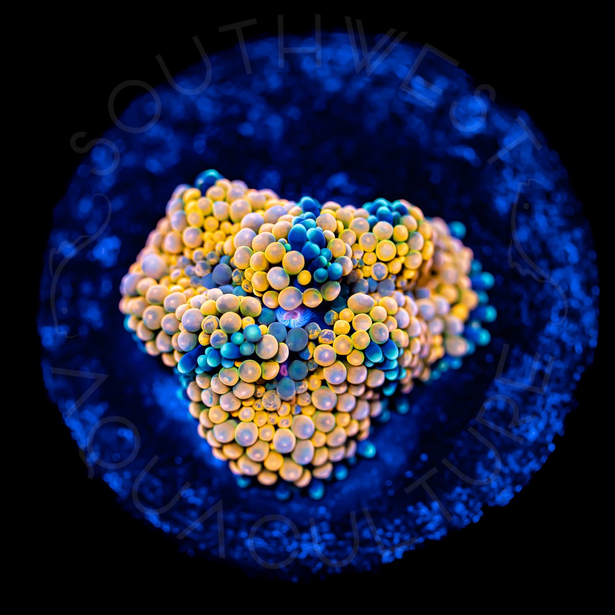 Ultra Ricordea Florida - WYSIWYG Ultra Ricordea Florida - WYSIWYG