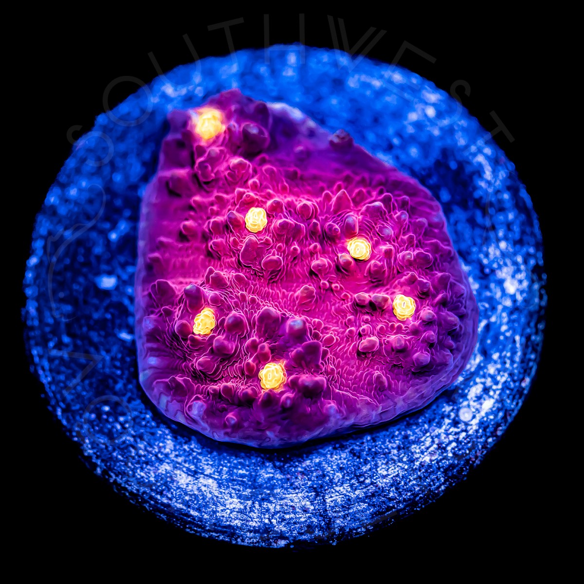 Golden Eye Chalice - WYSIWYG Golden Eye Chalice - WYSIWYG