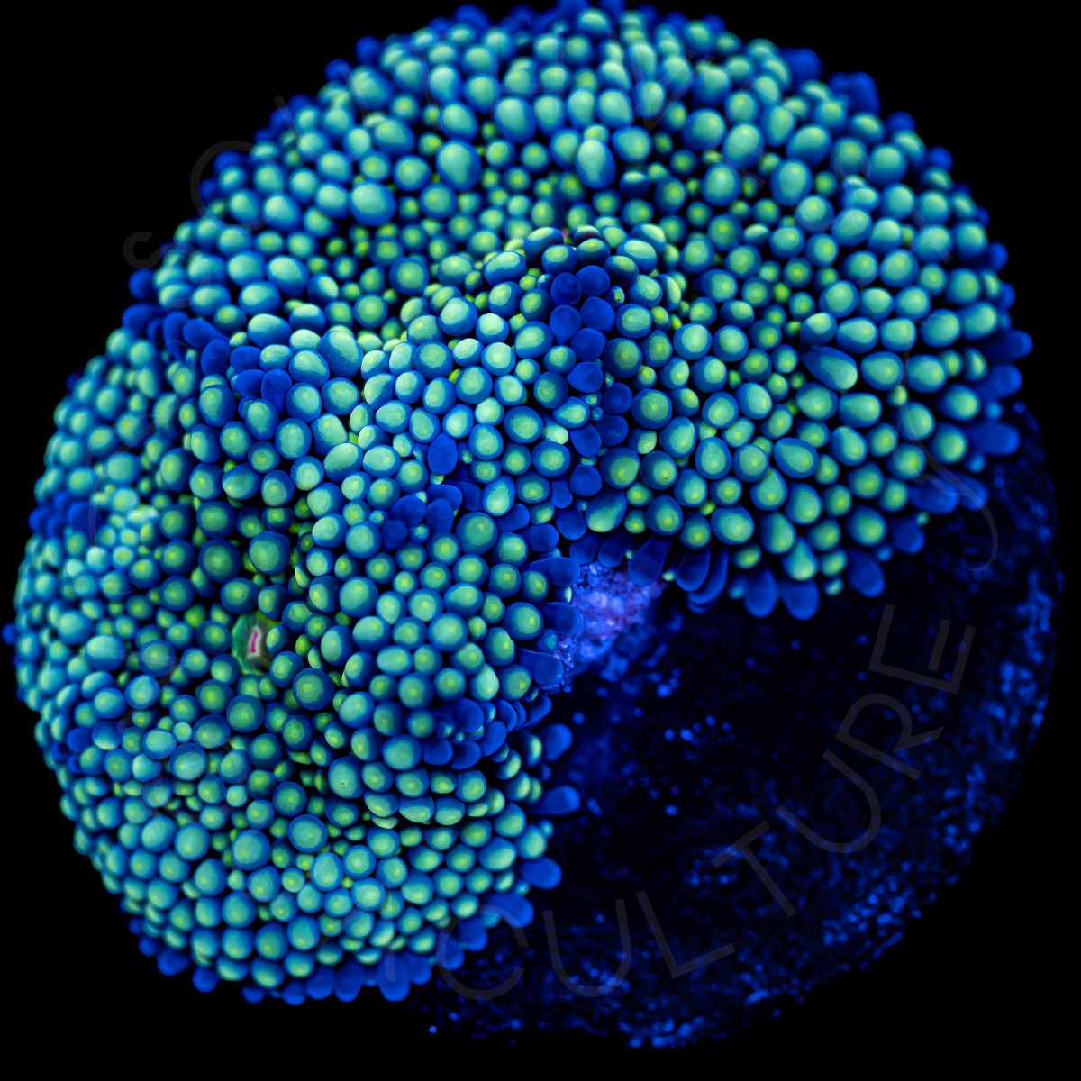 Ricordea Florida - WYSIWYG Ricordea Florida - WYSIWYG