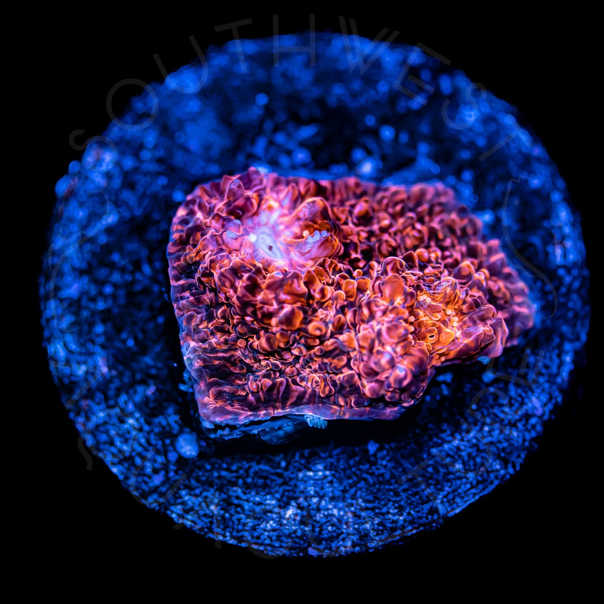 Burning Ember Chalice - WYSIWYG Burning Ember Chalice - WYSIWYG