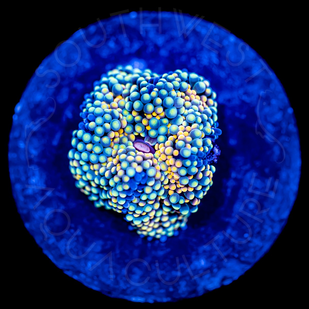 Ultra Ricordea Florida - WYSIWYG Ultra Ricordea Florida - WYSIWYG