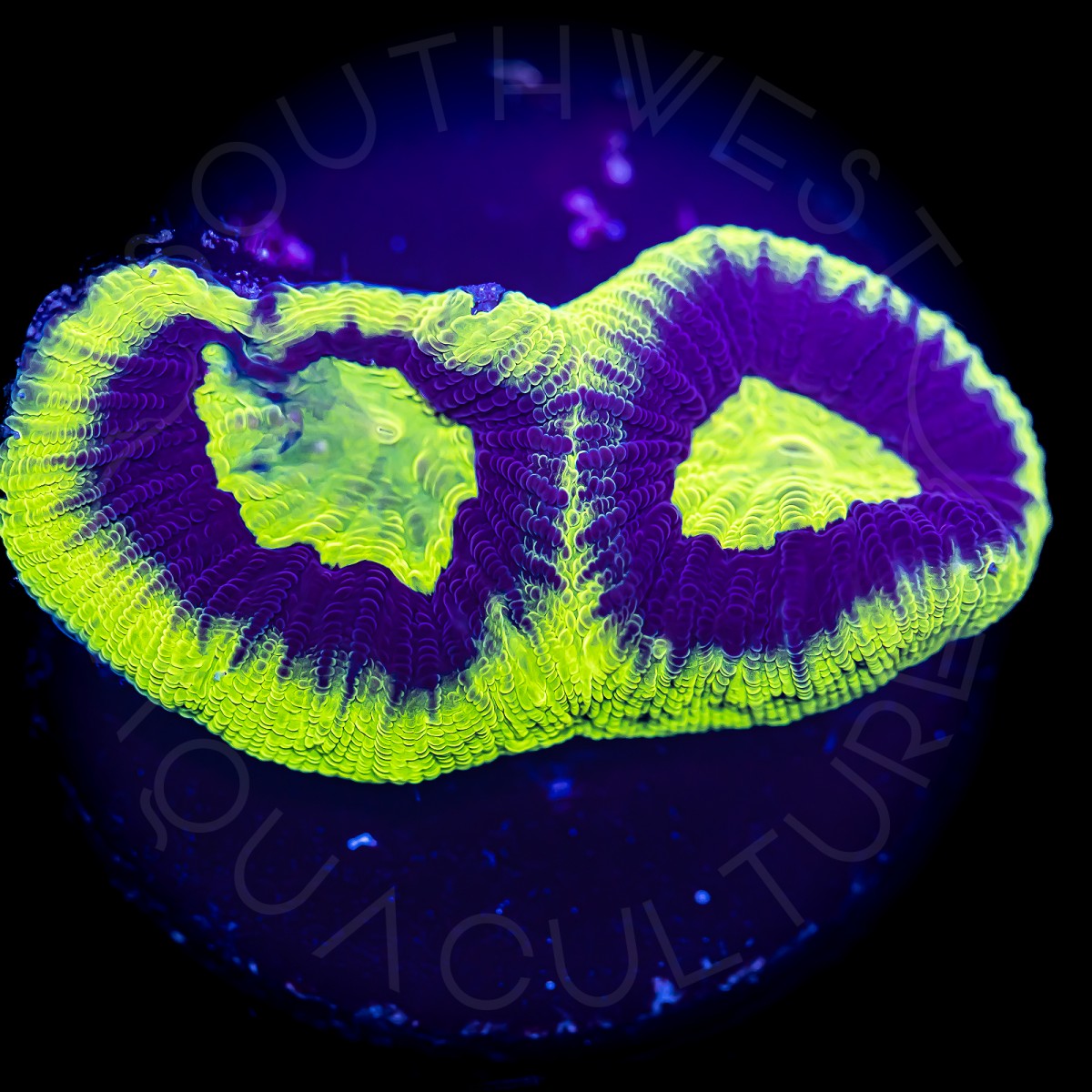 Dragon Soul Favia - WYSIWYG Dragon Soul Favia - WYSIWYG