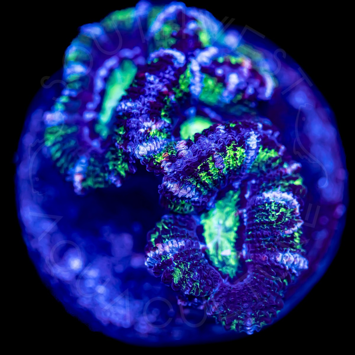 Ultra Micromussa - WYSIWYG