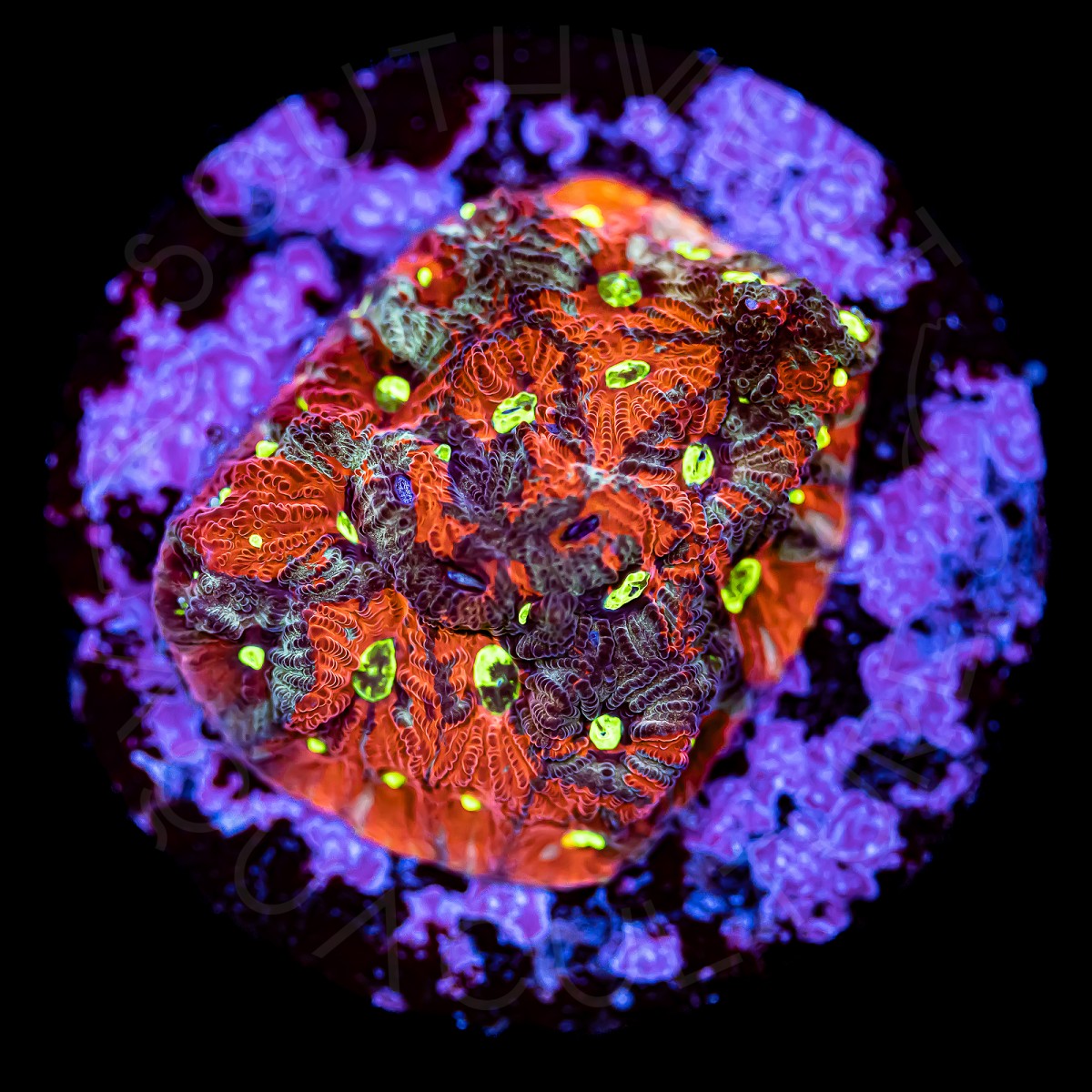 Warpaint Favites - WYSIWYG Warpaint Favites - WYSIWYG