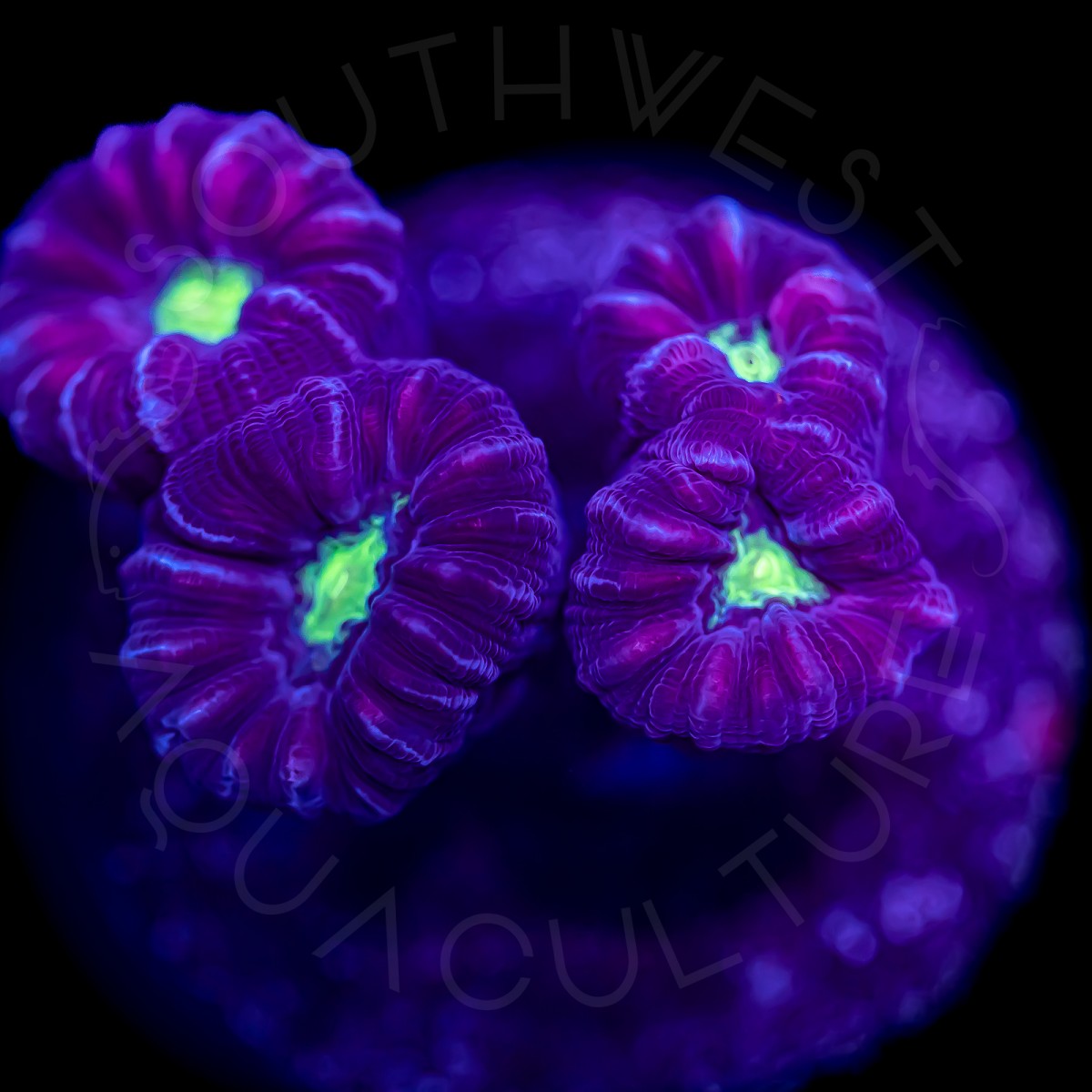 Purple Candy Cane - WYSIWYG Purple Candy Cane - WYSIWYG