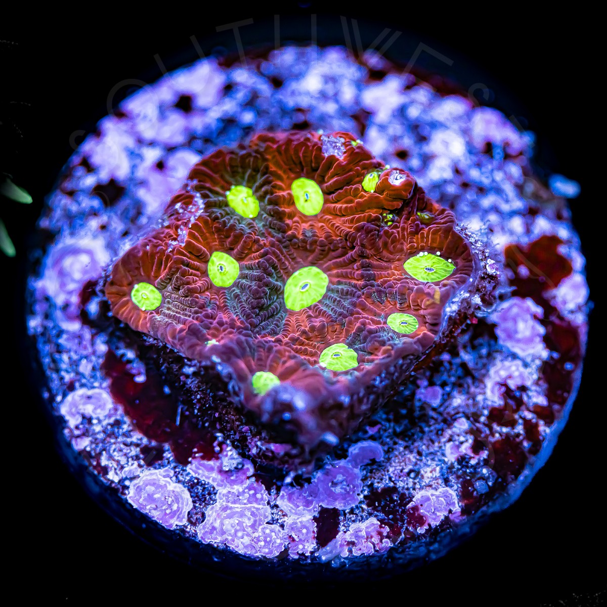 Warpaint Favites - WYSIWYG Warpaint Favites - WYSIWYG