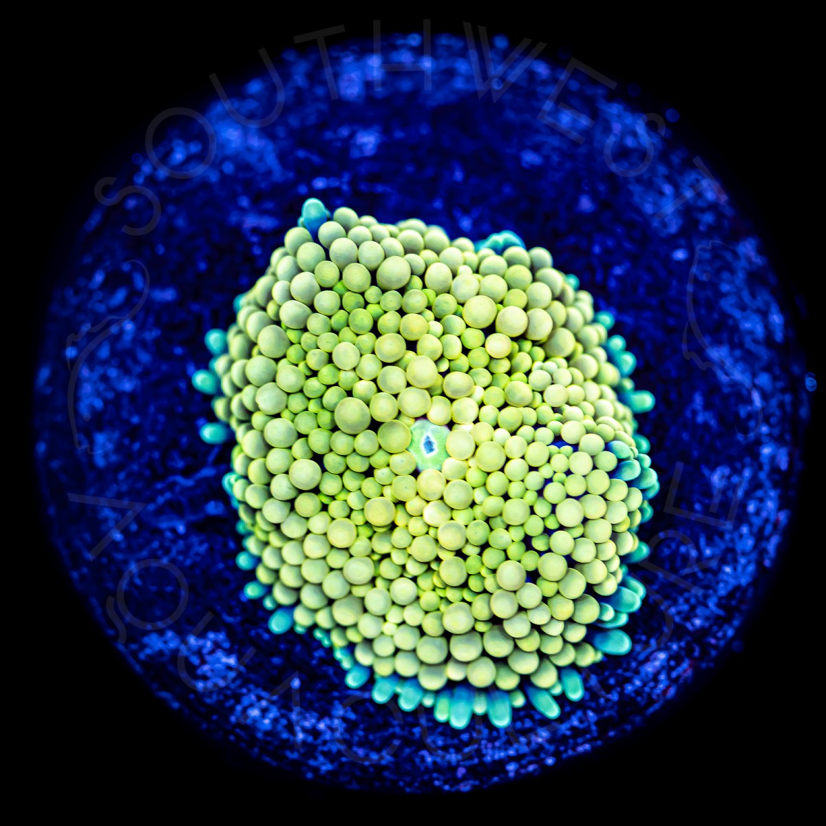 Ultra Neon Ricordea - WYSIWYG Ultra Neon Ricordea - WYSIWYG