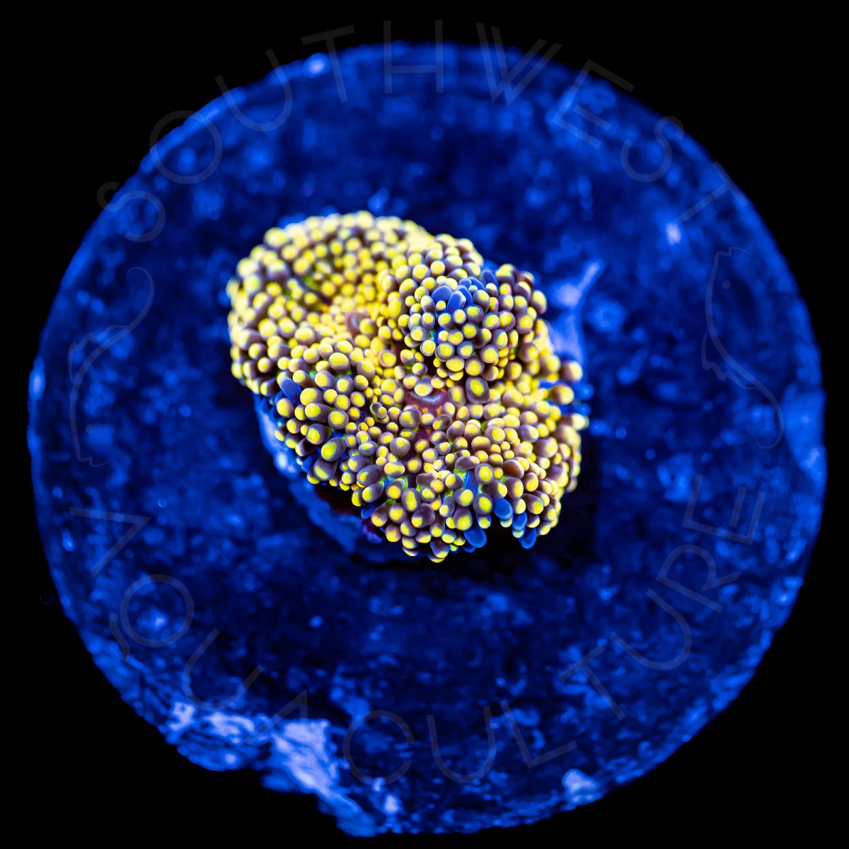 Ultra Ricordea Florida - WYSIWYG Ultra Ricordea Florida - WYSIWYG