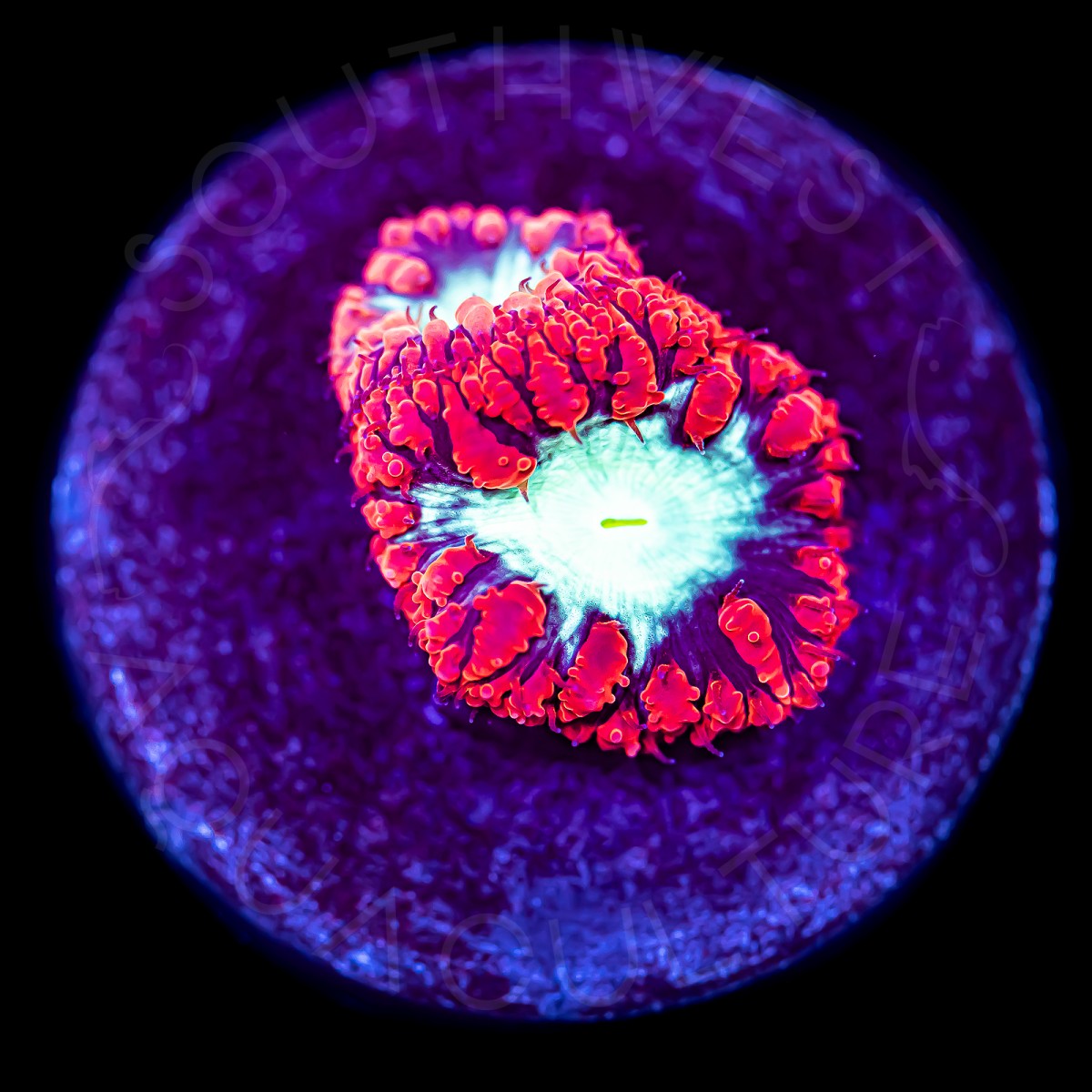 Royal Red Blasto - WYSIWYG Royal Red Blasto - WYSIWYG