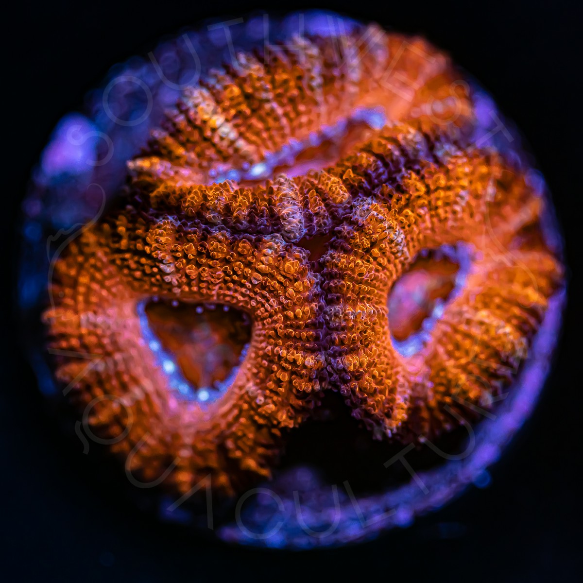 Ultra Micromussa - WYSIWYG