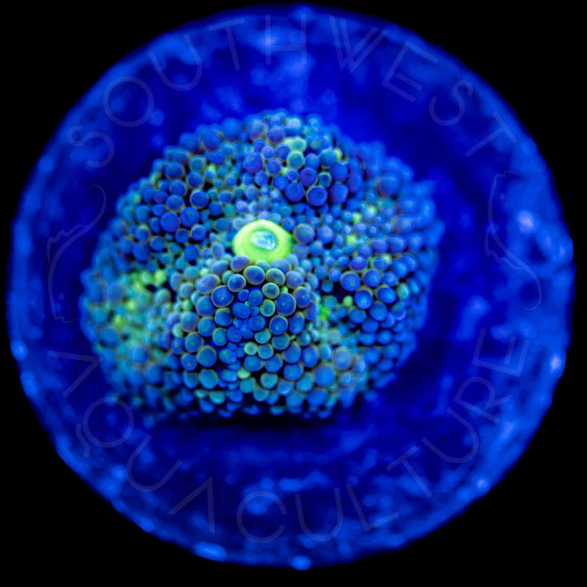 Blue Ricordea Florida - WYSIWYG Blue Ricordea Florida - WYSIWYG