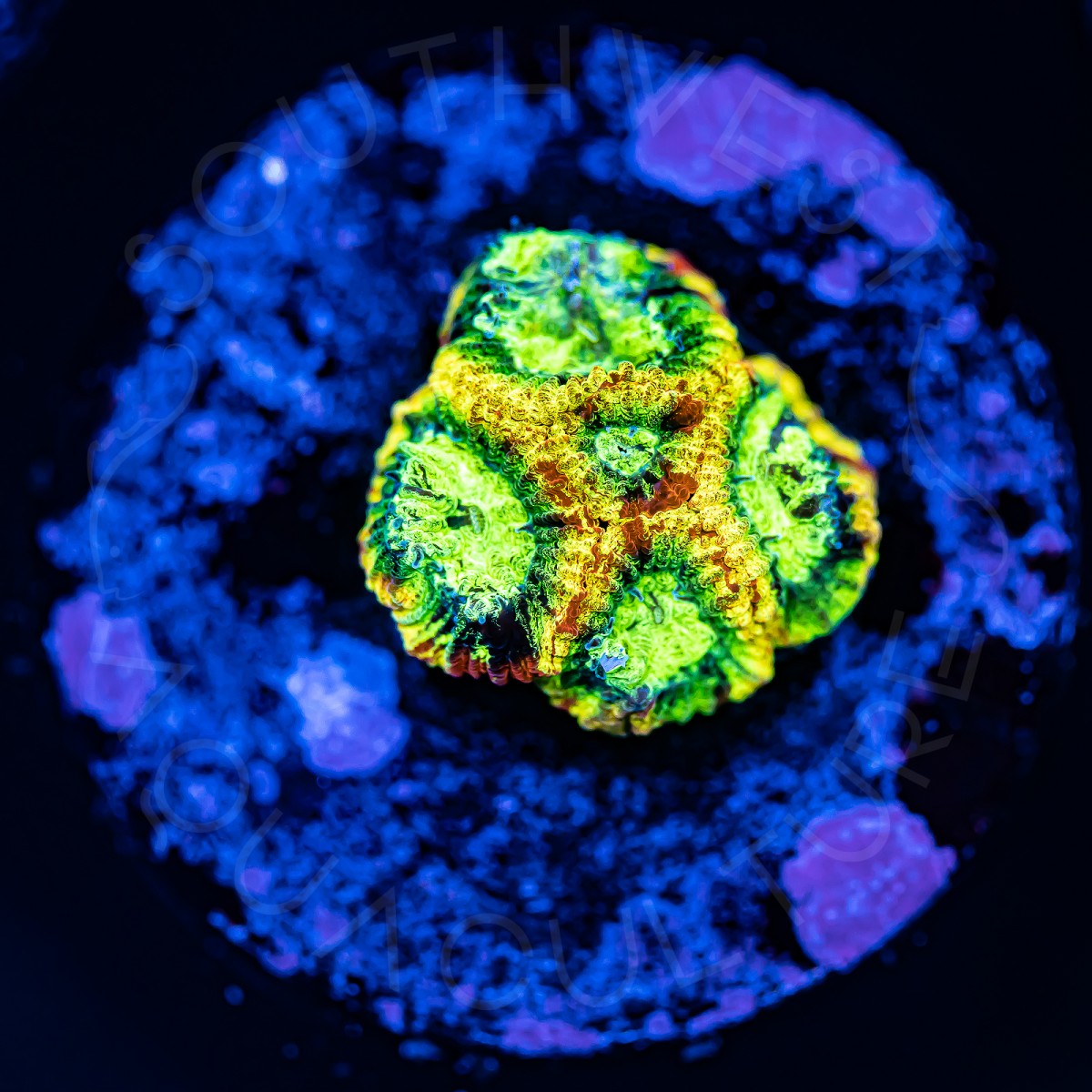 Tie Dye Favia - WYSIWYG Tie Dye Favia - WYSIWYG