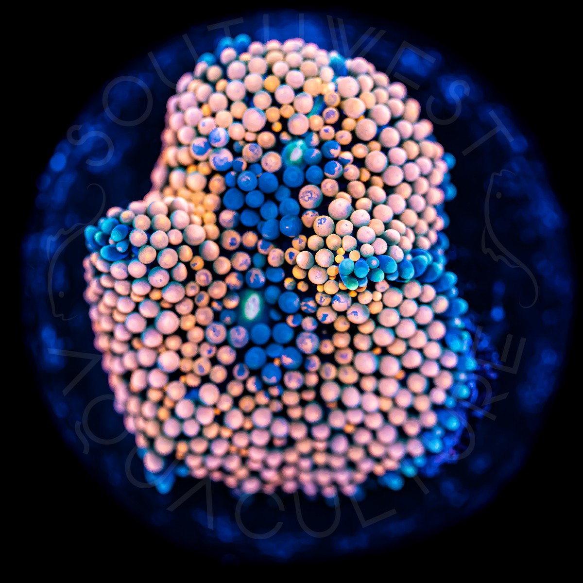 Ultra Ricordea Florida - WYSIWYG Ultra Ricordea Florida - WYSIWYG