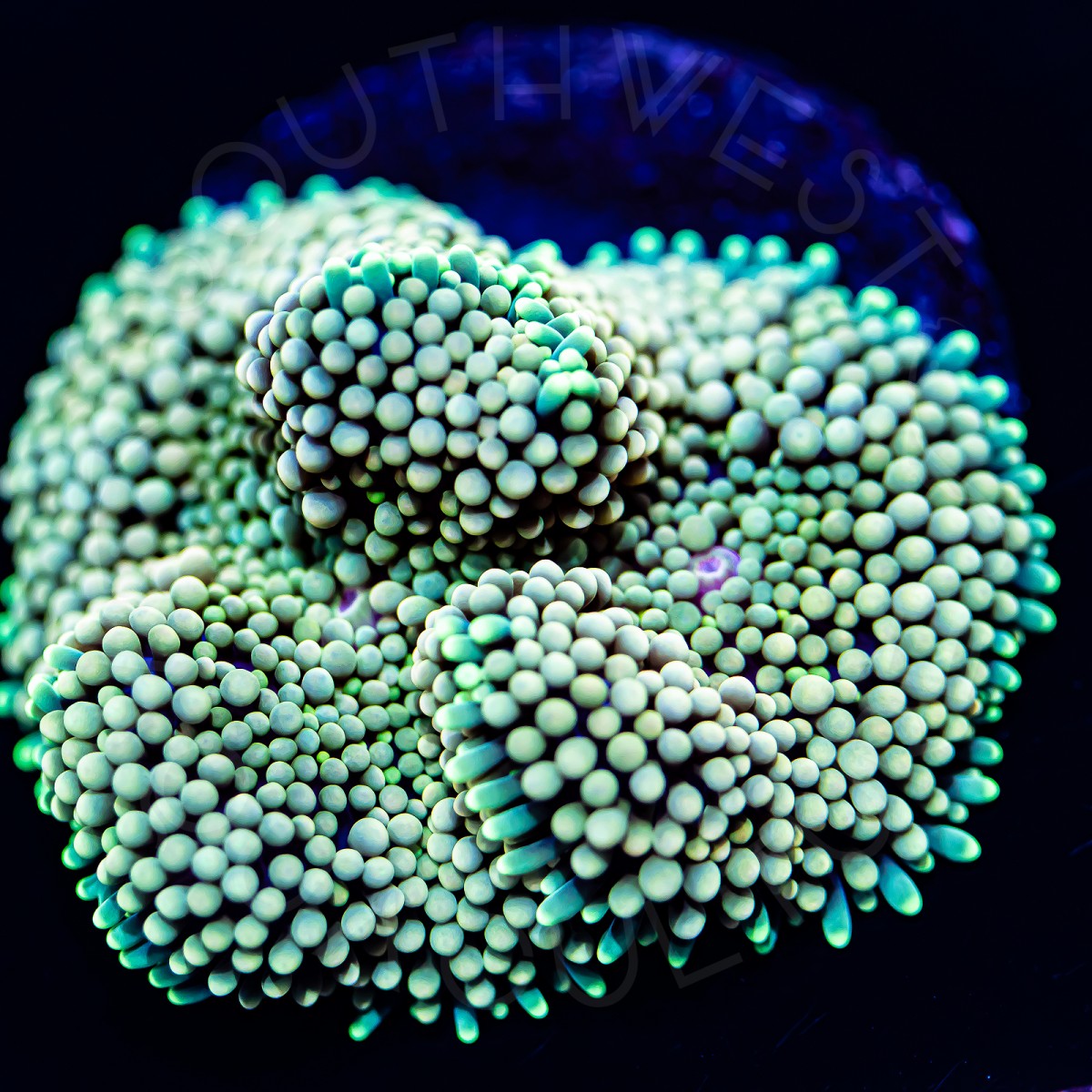 Mint Ricordea Florida - WYSIWYG Mint Ricordea Florida - WYSIWYG