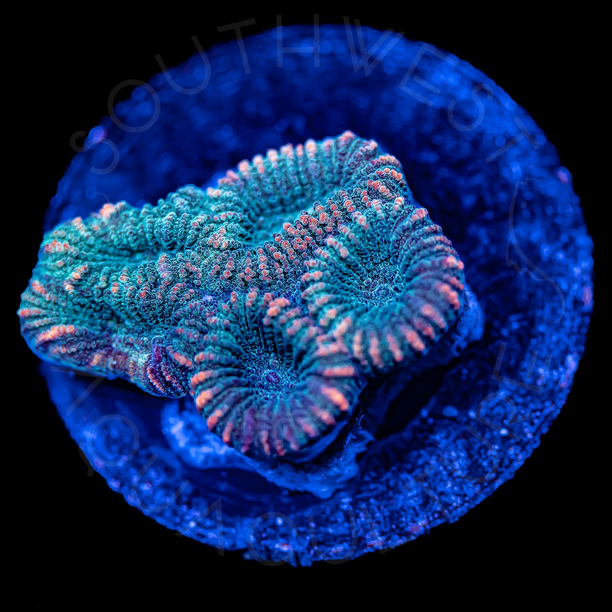 Warp Favia - WYSIWYG Warp Favia - WYSIWYG