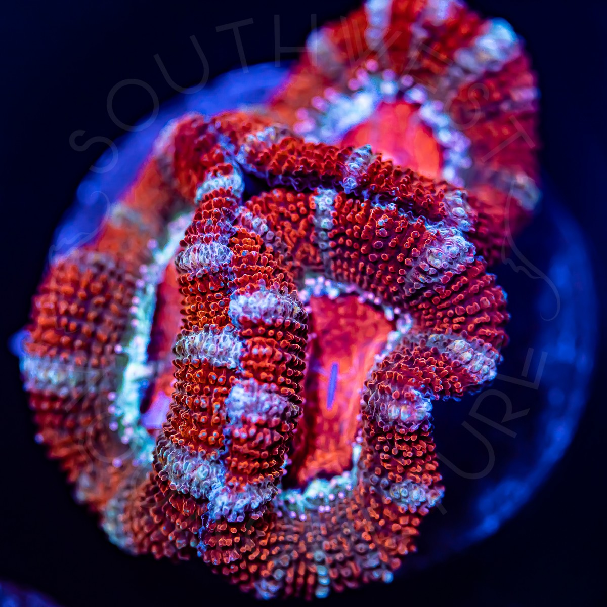 Ultra Micromussa - WYSIWYG