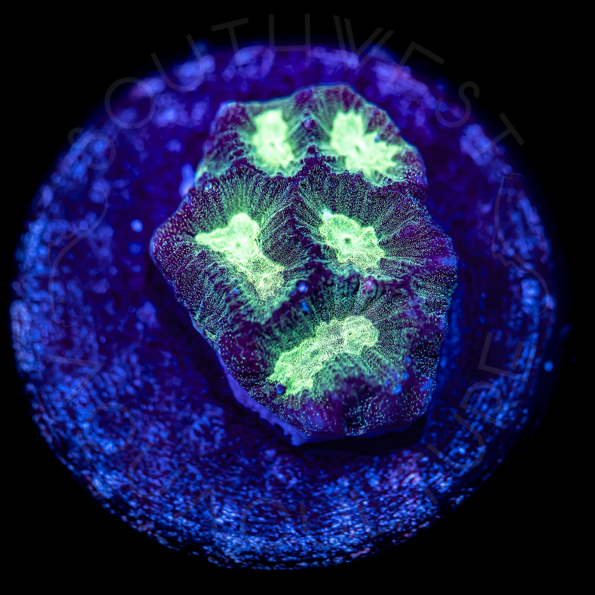 Velvet Favia - WYSIWYG Velvet Favia - WYSIWYG