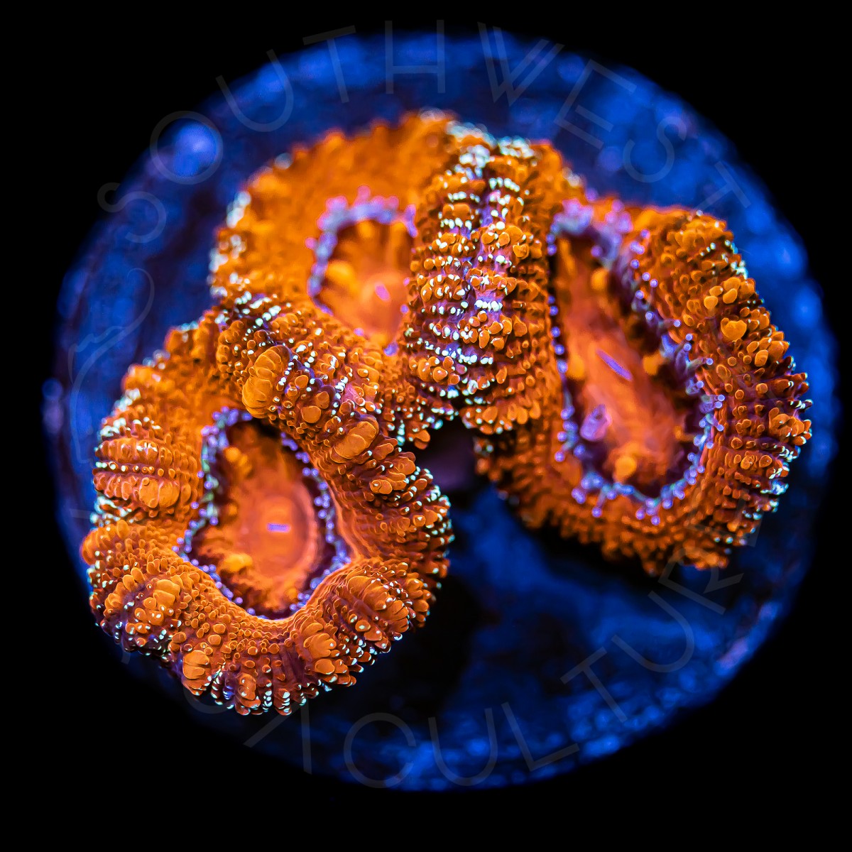 Ultra Micromussa - WYSIWYG