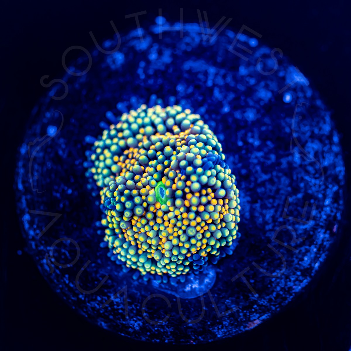 Ultra Ricordea Florida - WYSIWYG Ultra Ricordea Florida - WYSIWYG