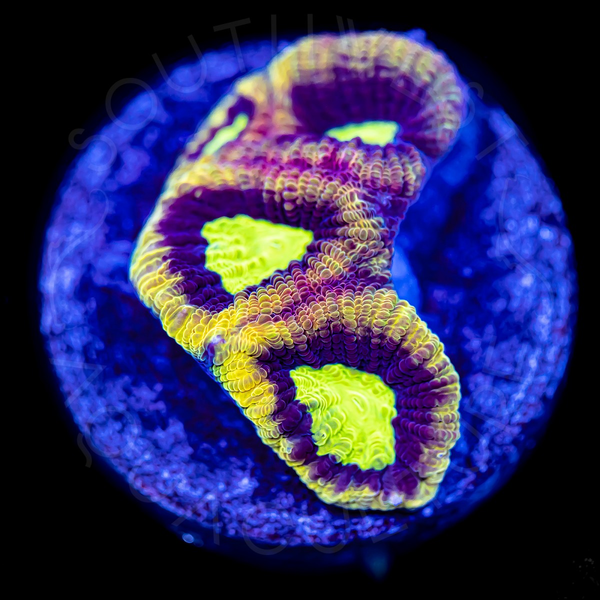 Dragon Soul Favia - WYSIWYG Dragon Soul Favia - WYSIWYG