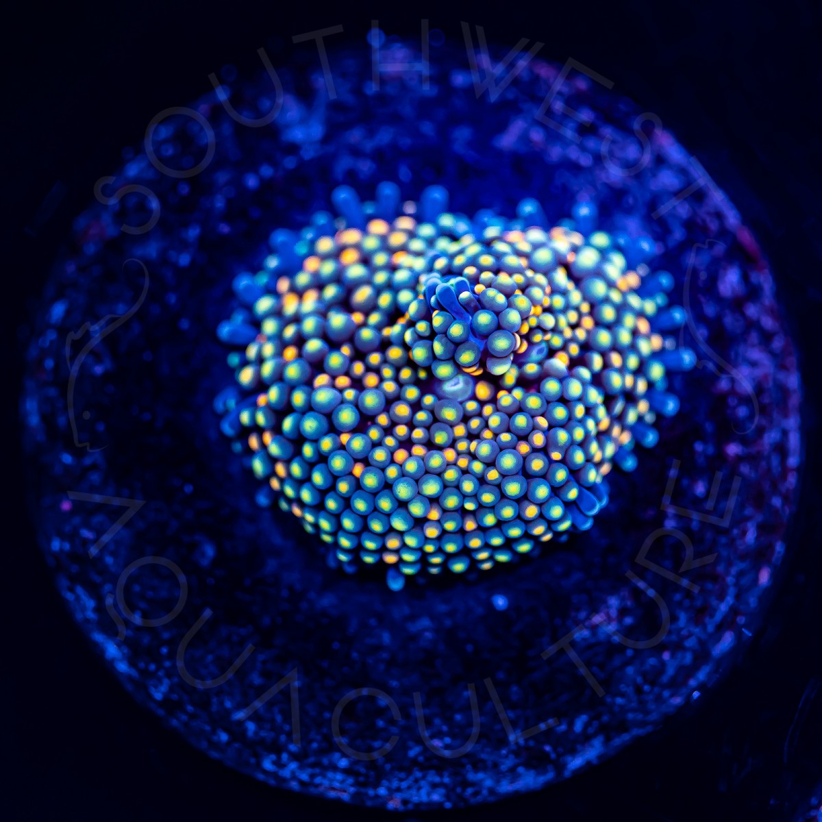 Ultra Ricordea Florida - WYSIWYG Ultra Ricordea Florida - WYSIWYG