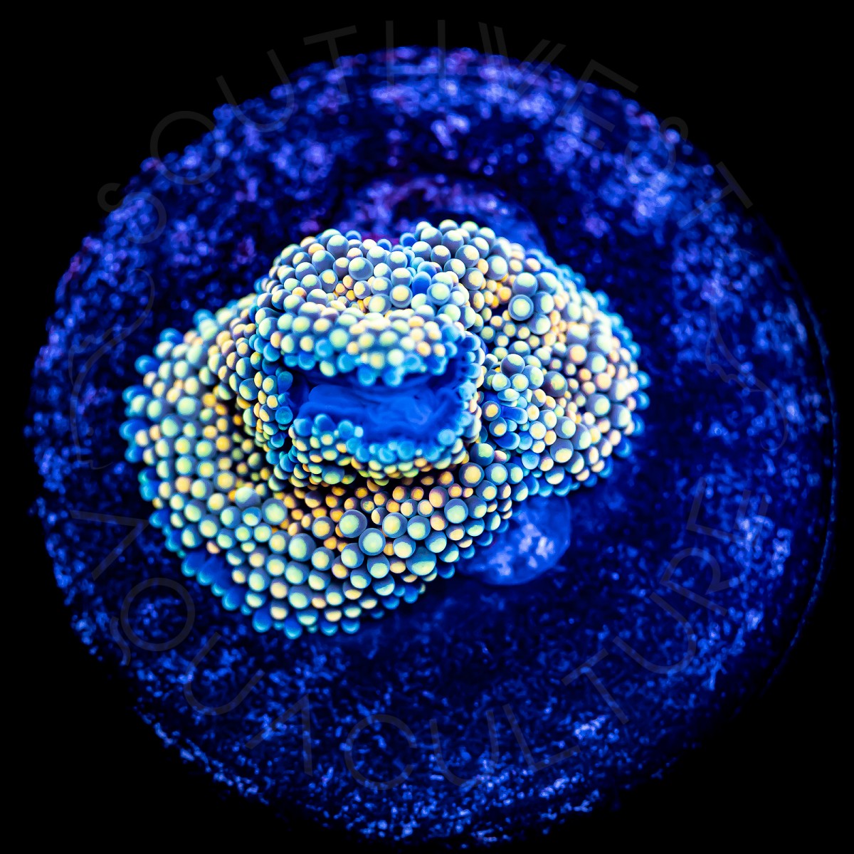 Ultra Ricordea Florida - WYSIWYG Ultra Ricordea Florida - WYSIWYG