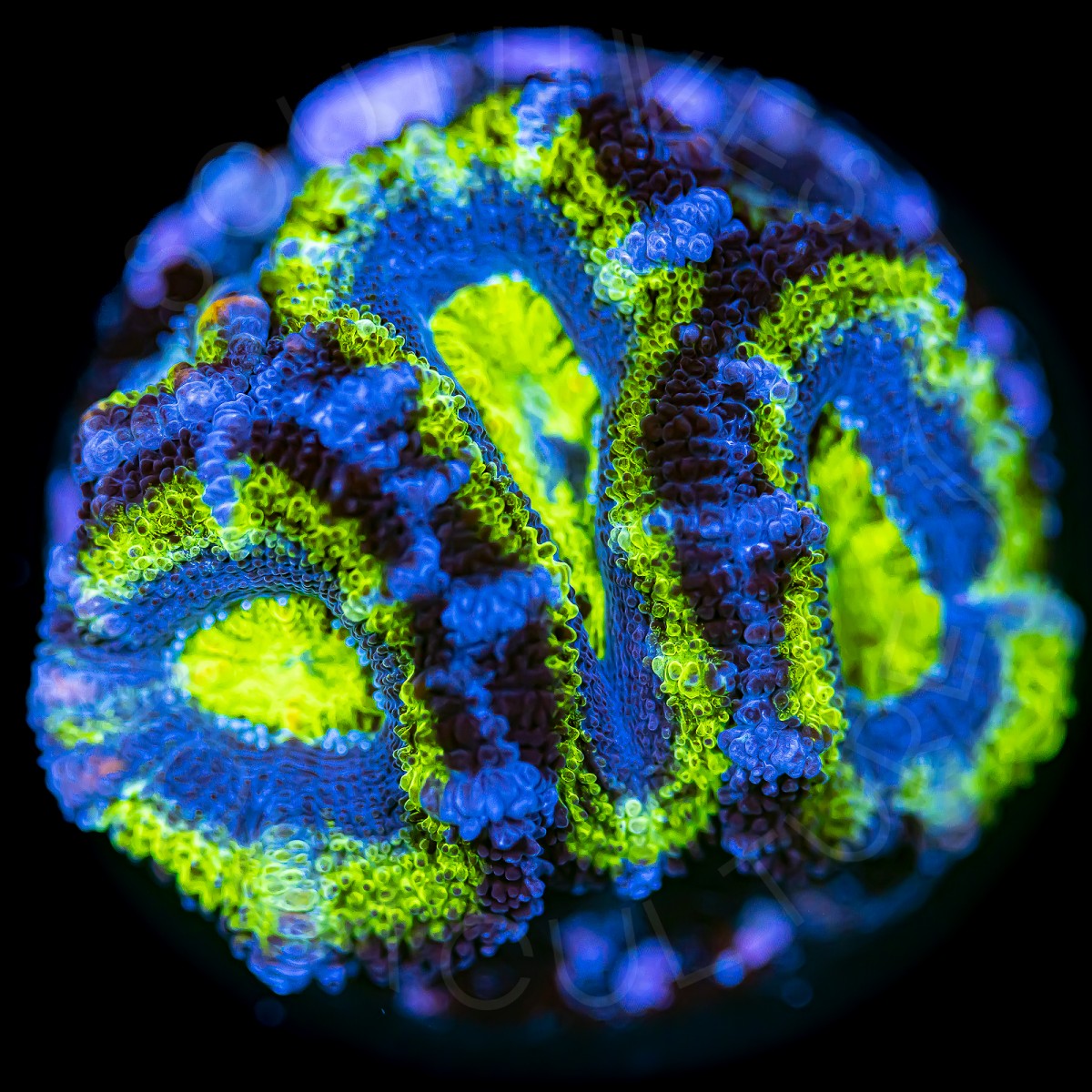 Night Sky Micromussa - WYSIWYG Night Sky Micromussa - WYSIWYG