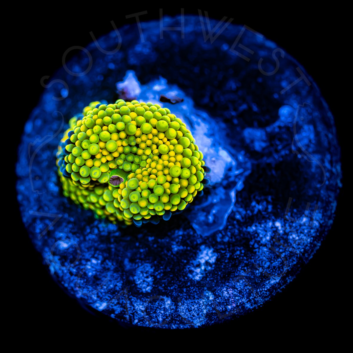 SevenUp Ricordea - WYSIWYG