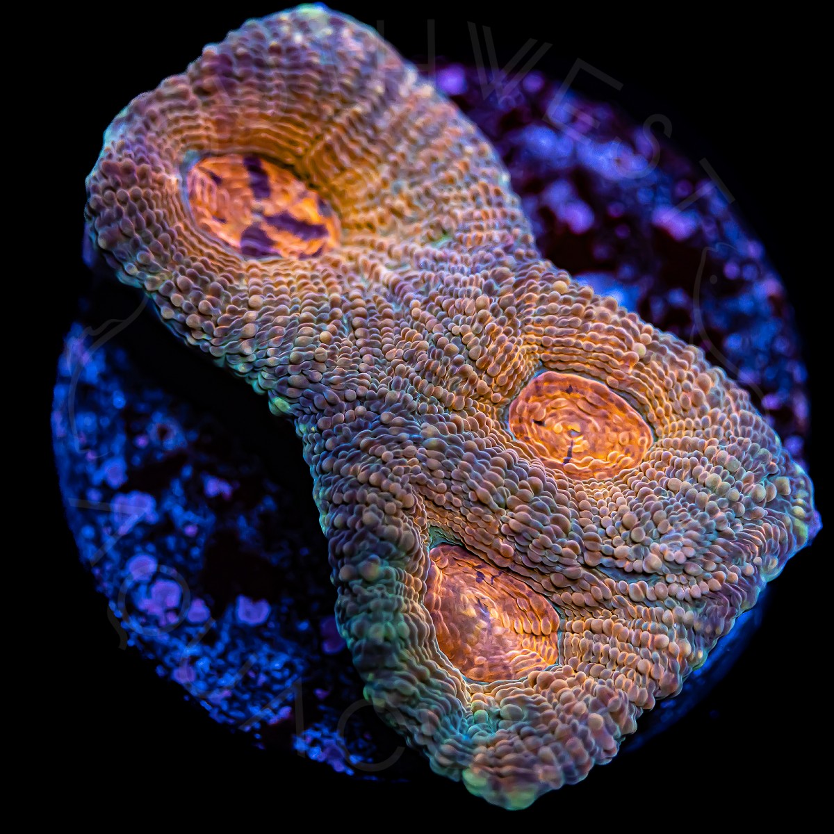 Orange Sunset Echinata - WYSIWYG Orange Sunset Echinata - WYSIWYG