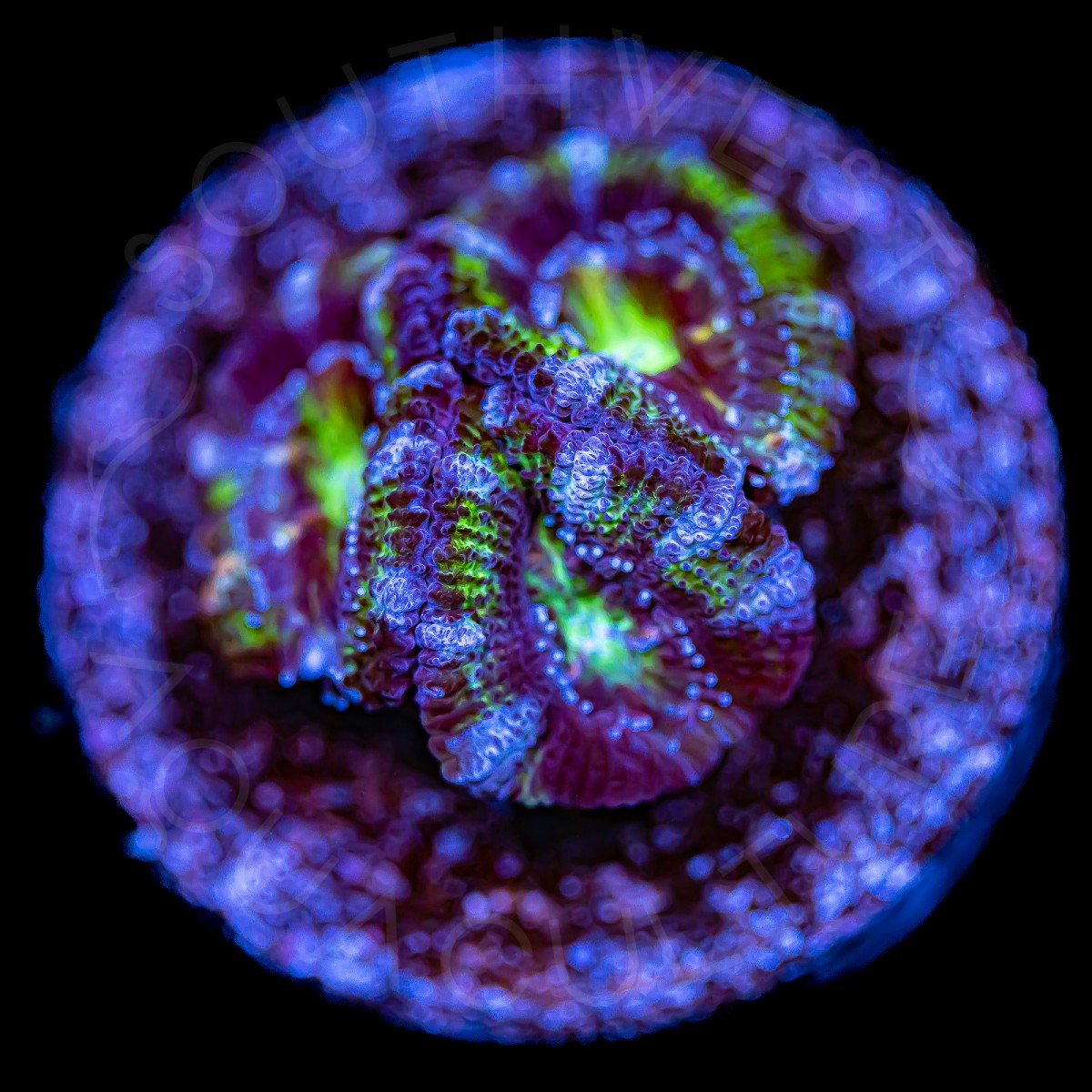 Ultra Micromussa - WYSIWYG Ultra Micromussa - WYSIWYG