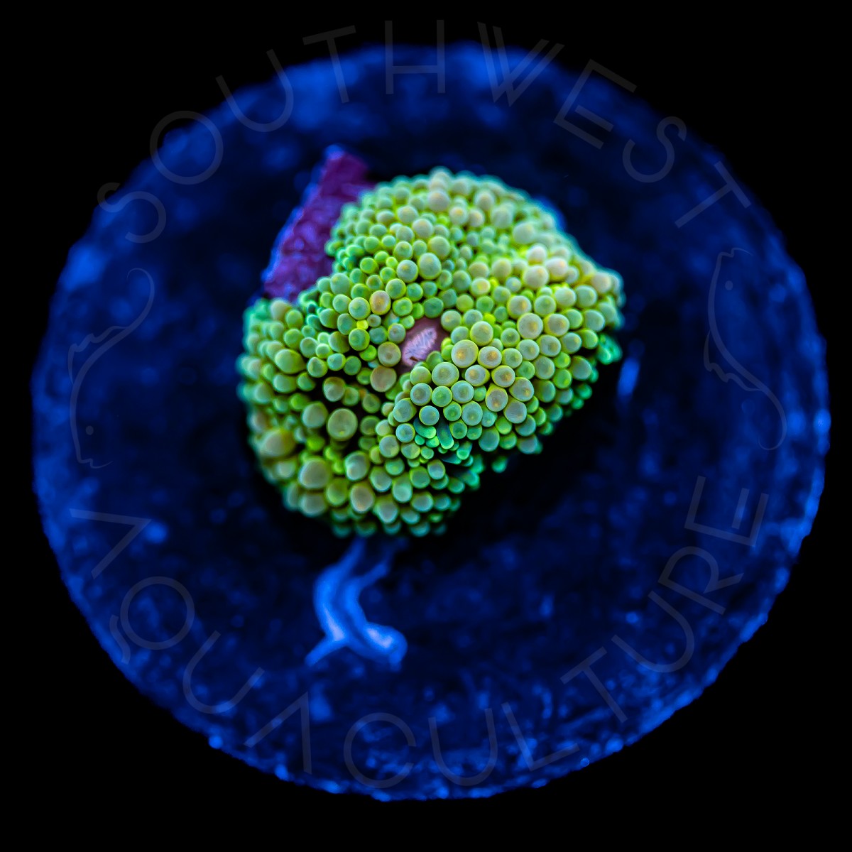 Ultra Ricordea Florida - WYSIWYG Ultra Ricordea Florida - WYSIWYG