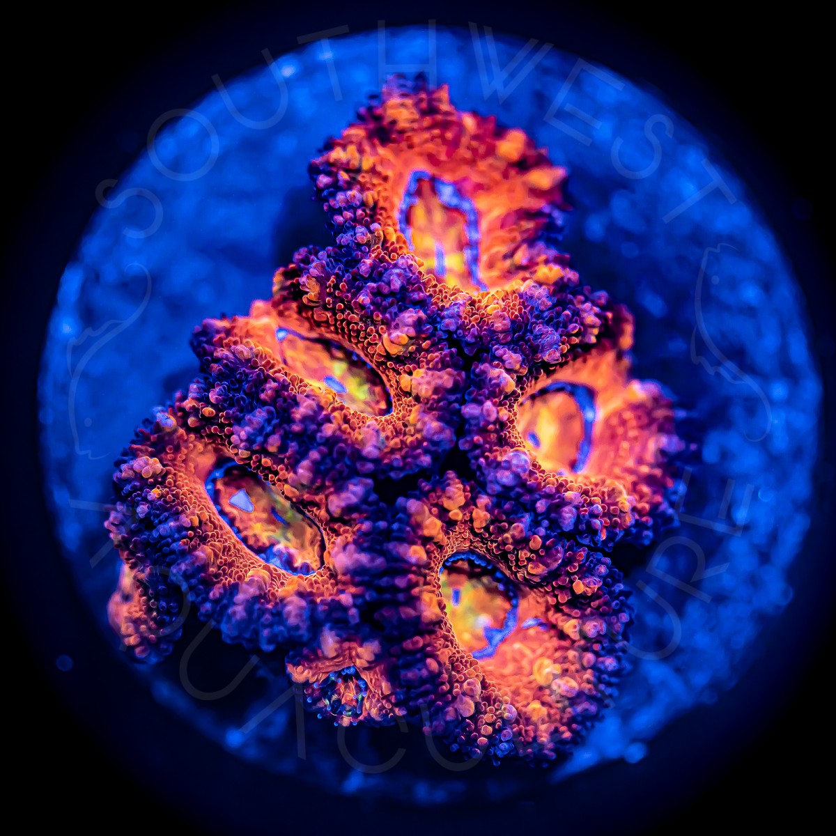 Ultra Micromussa - WYSIWYG