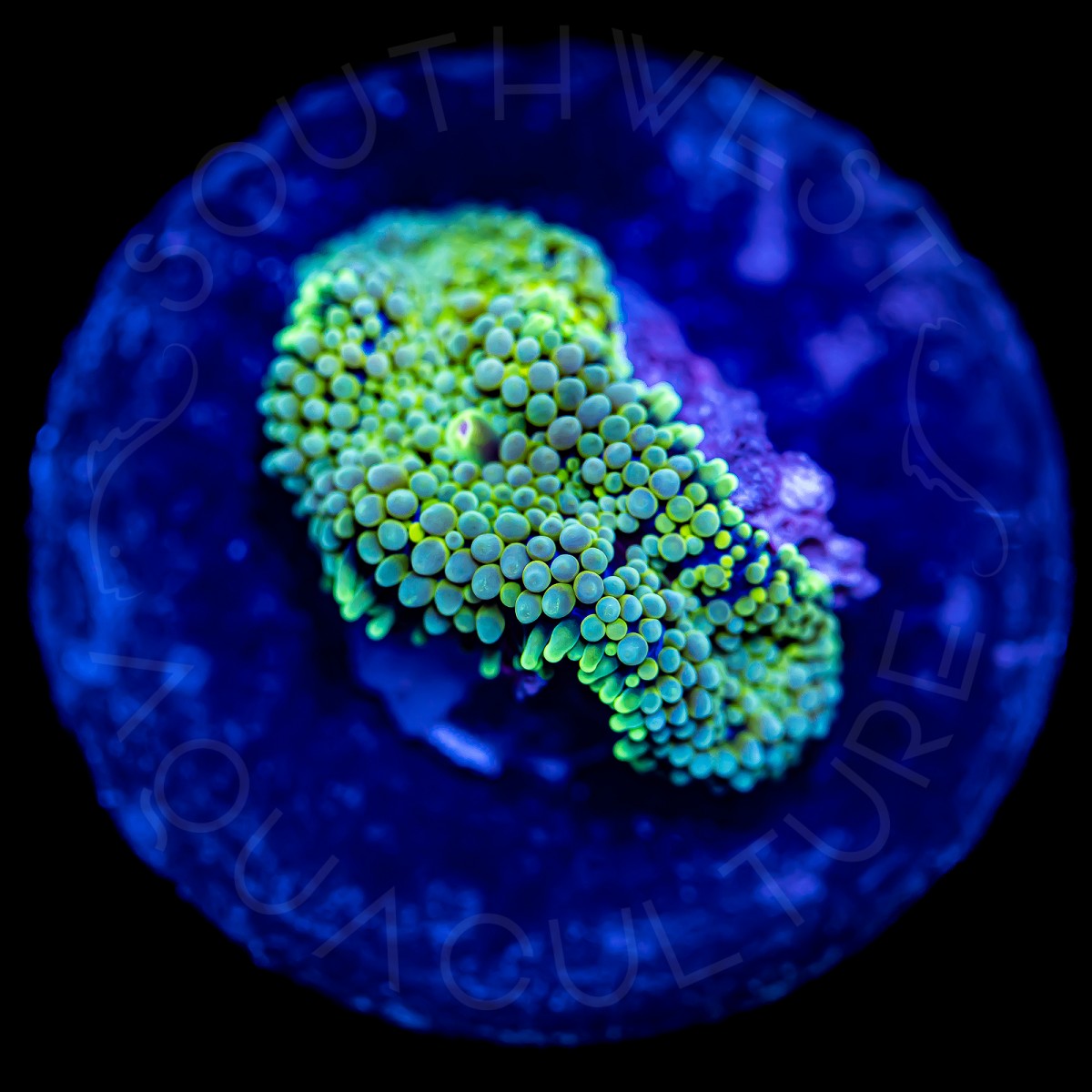 Ultra Ricordea Florida - WYSIWYG Ultra Ricordea Florida - WYSIWYG