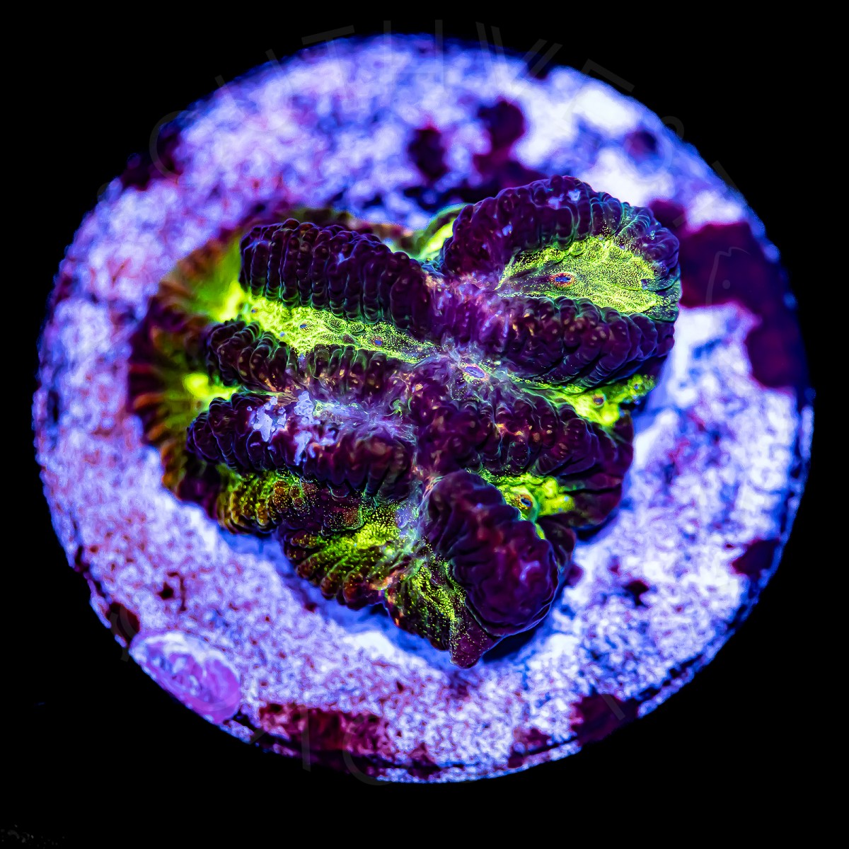 Velvet Maze - WYSIWYG