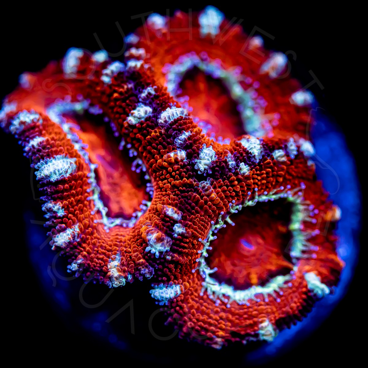 Ultra Micromussa - WYSIWYG