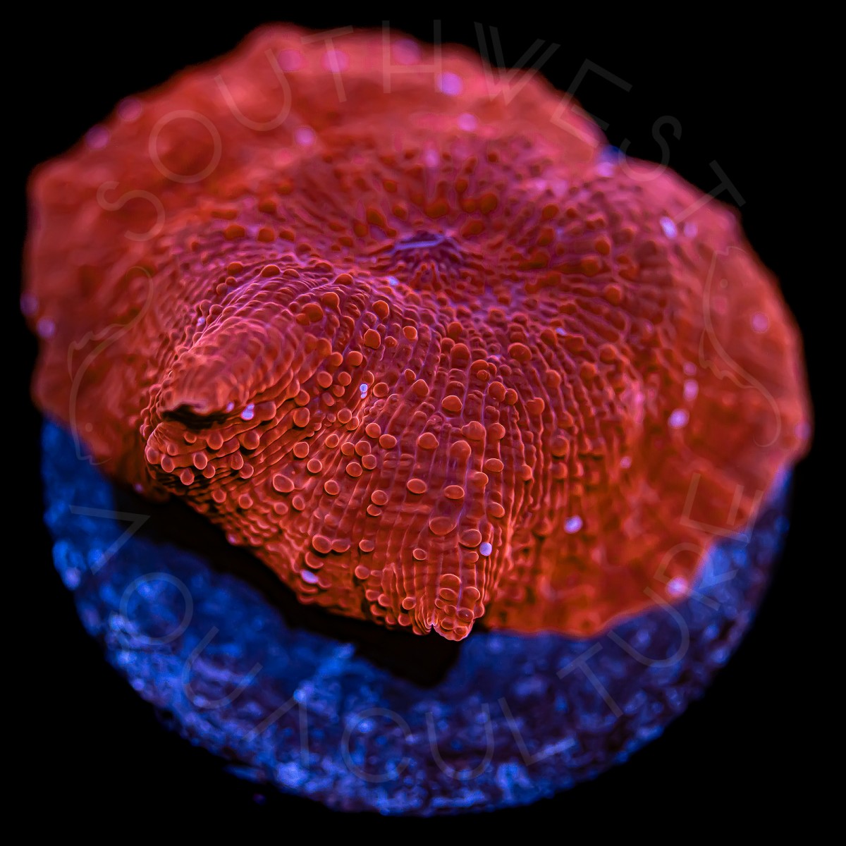 Ruby Red Mushroom - WYSIWYG