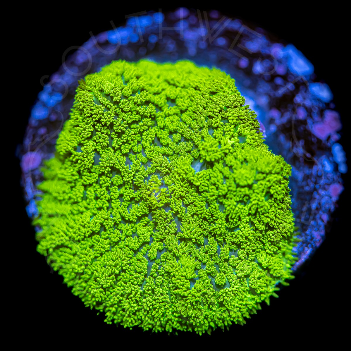 Neon Fuzzy Shroom - WYSIWYG Neon Fuzzy Shroom - WYSIWYG