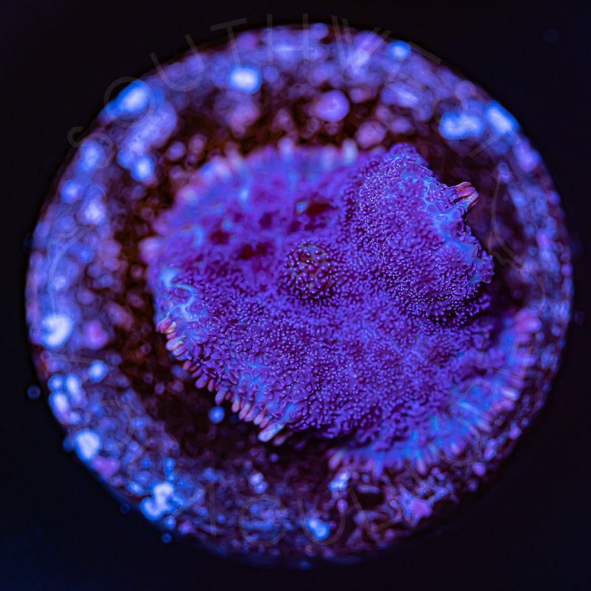 Purple Fuzzy Mushroom - WYSIWYG